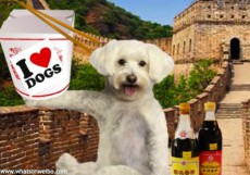 20 Facts About Dogs & Dog-Eating in China | What's on Weibo